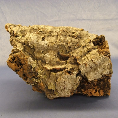 Bark #35