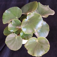 Beg. floccifera