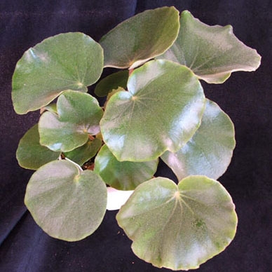 Beg. floccifera