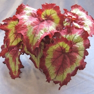 Beg. Raspberry Torte 