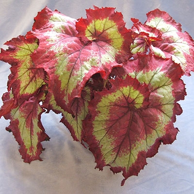 Beg. Raspberry Torte 