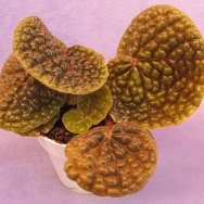 Beg. bullatifolia