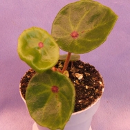 Beg. conchifolia rubrimacula