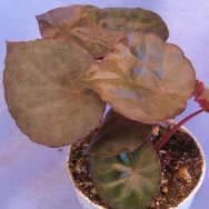 Beg. coriacea