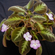 lilacina