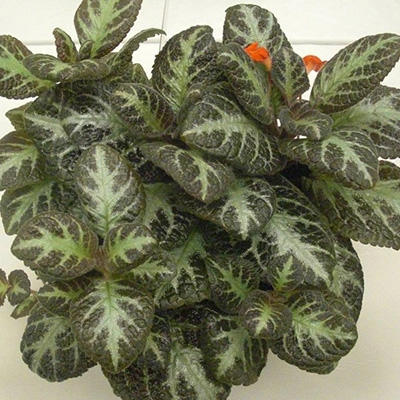 5 Episcia