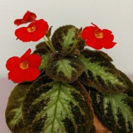 Episcia