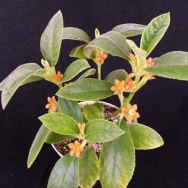 Cobananthus calochlamys