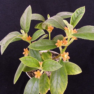 Cobananthus calochlamys