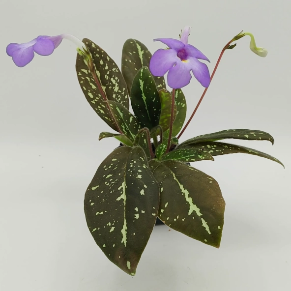 Michaelmoelleria vietnamensis
