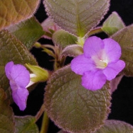 Nautilocalyx Goteburg