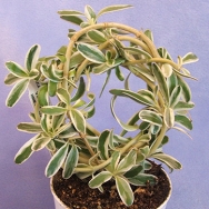 Coprosma kirkii variegata