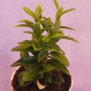 Euonymus jap. microphylla