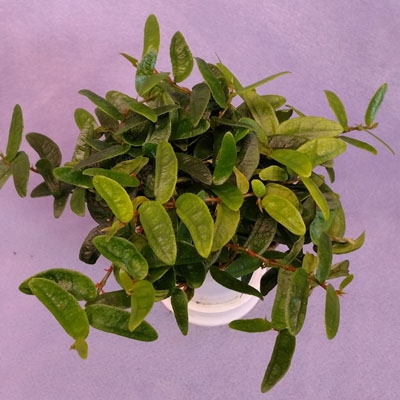 Ficus Lance Leaf 