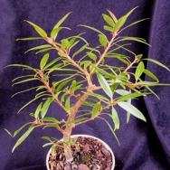 Ficus salicifolia