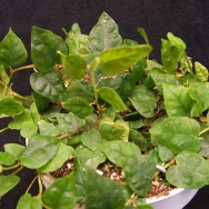 Ficus pum. minima