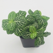 Fittonia a.v. 'Mini White'