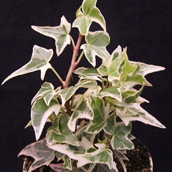 Hedera h. Lady Francis