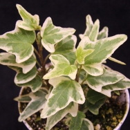 Hedera h. Mini Easter