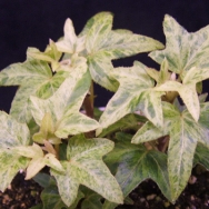 Hedera h. Topazolite