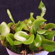 Lemmaphyllum microphyllum