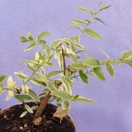 Myrtus tarentina var.