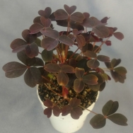 Oxalis vulcanicola