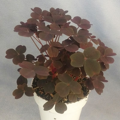 Oxalis vul. Zinfandel 