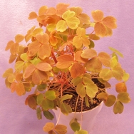 Oxalis spiralis aurea 