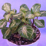 Peperomia hoffmanii var.