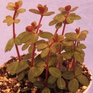 Peperomia minima
