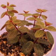 Peperomia rubella