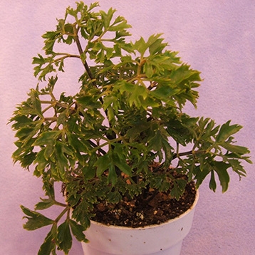 Polyscias fruticosa