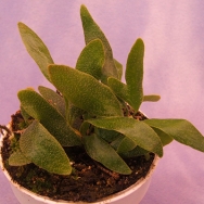 Pyrrosia lanceolata