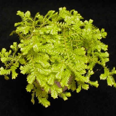 Selaginella kr. aurea