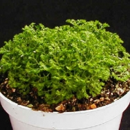 Selaginella kr. brownii