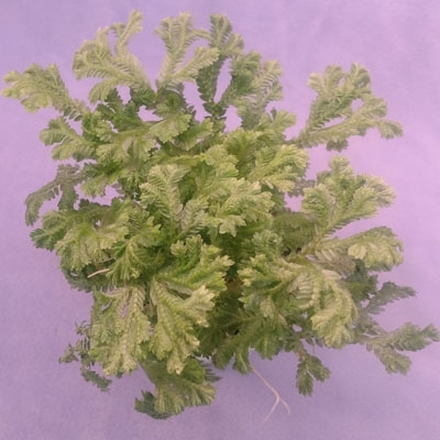 Selaginella kr. variegatus