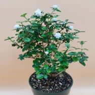 Serissa flora-plena