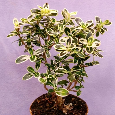 Serissa Mt Fuji Variegated