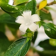 Serissa foetida Thousand Stars