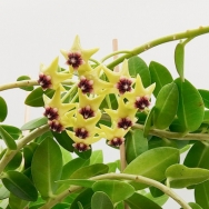 cummingiana