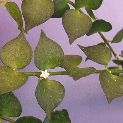 dischidia ruscifolia