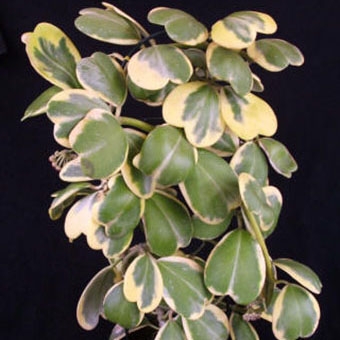kerrii albomarginata
