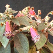 Heartland's Blackberry Butterfly