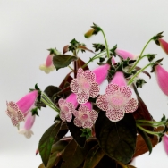 HCY's Jardin De Monet