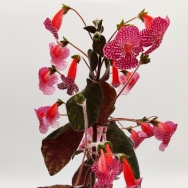HCY's Pink Diamond