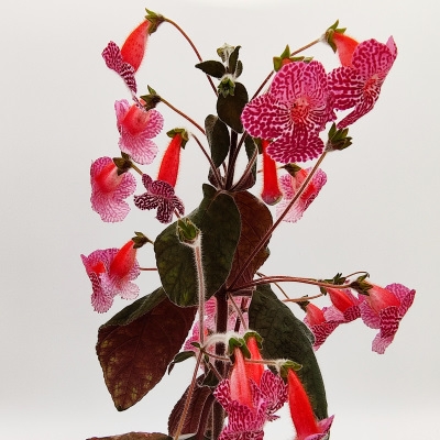 HCY's Pink Diamond