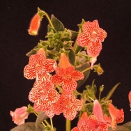 Clytie