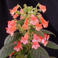 3 Kohleria