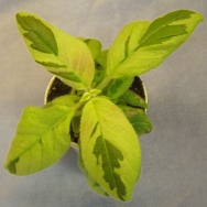 warszewiczii var.